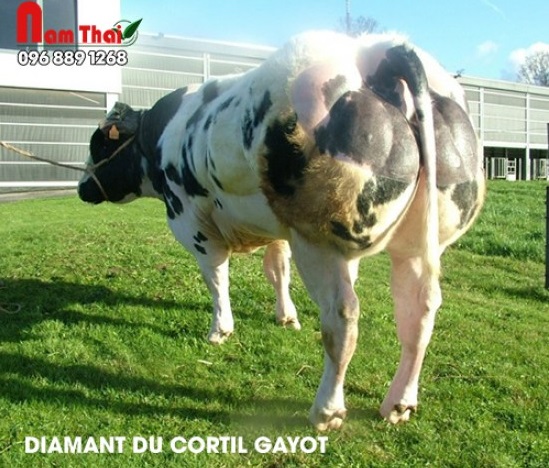 Tinh bò BBB Diamant Du Cortil Gayot – BE 257769810