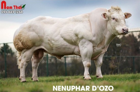 Tinh bò BBB Nenuphar Dozo – BE 357522696