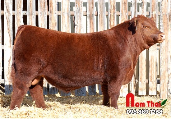Tinh bò Red Angus RED LAZY MC BENELLI – 0200AR20714