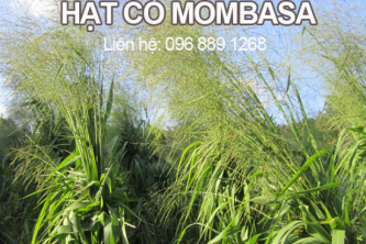 Hạt cỏ Mombasa