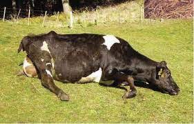 bệnh liệt và sốt sữa ở bò