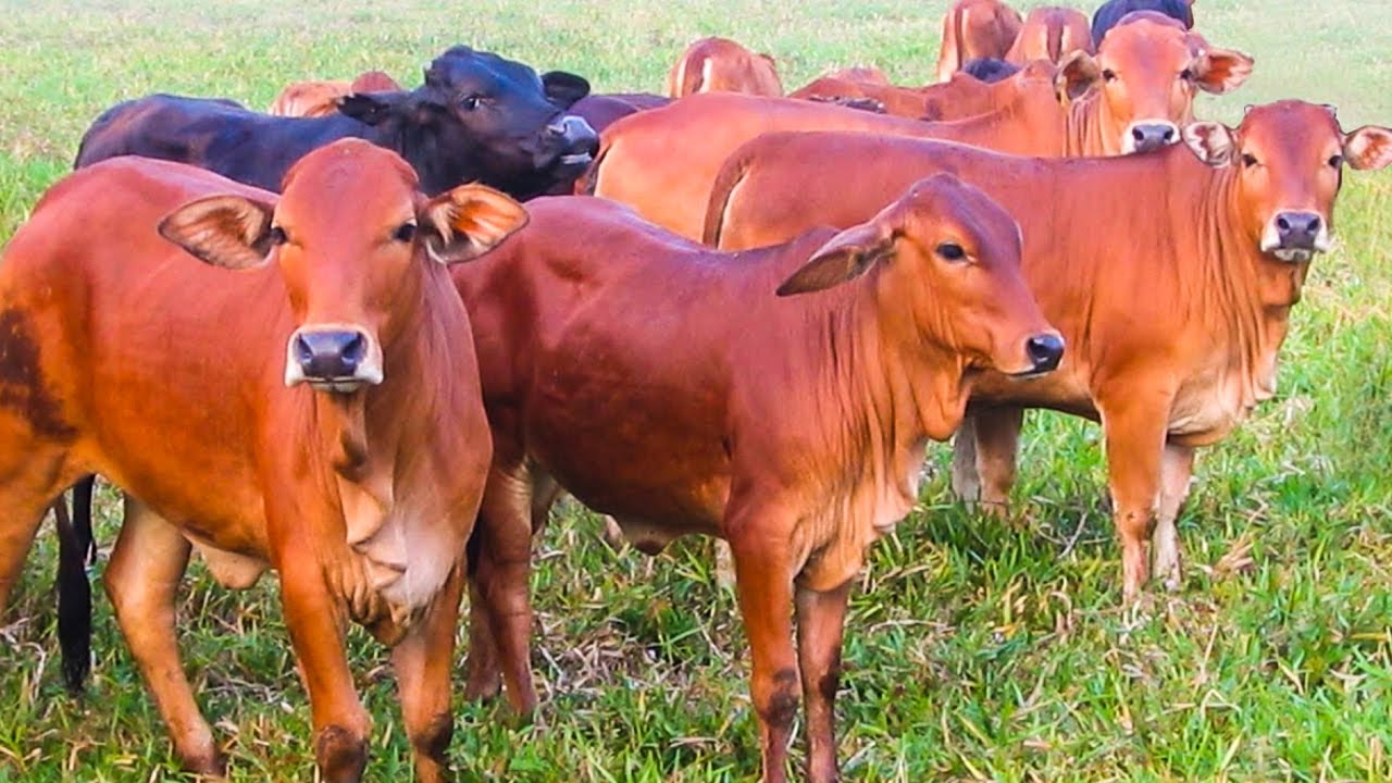 Việc bổ sung khoáng chất sẽ giúp tăng sức đề kháng của bò 