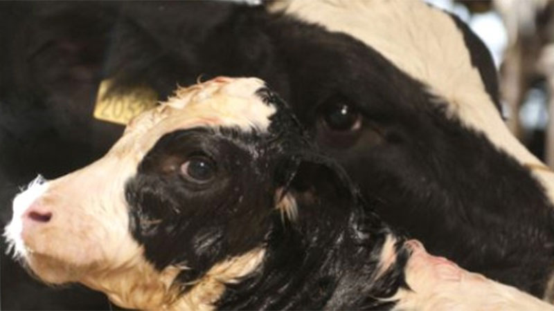 Bệnh liệt và sốt sữa vấn đề nghiêm trọng đối với bò sữa trước và sau sinh