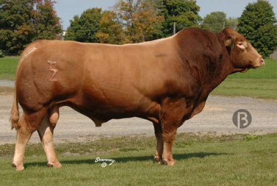 Tinh bò Limousine Jbak Montana – 200LM0303
