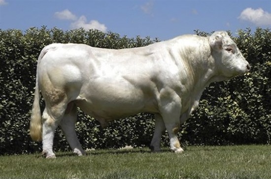 Tinh bò Charolais Federal – FR8521994928