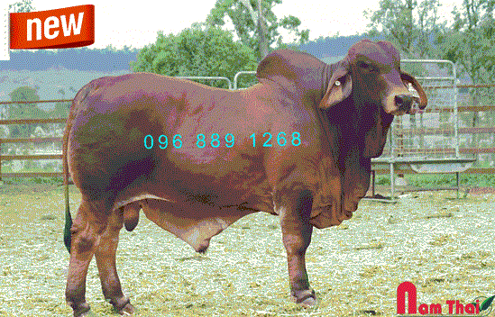 Tinh bò thịt Red Brahman Comet – BR80901
