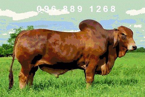 Tinh bò Red Brahman Can Polled Statesman – 0200RR80702