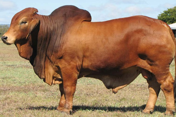 Tinh bò Brahman từ giống bò chịu được hanh khô