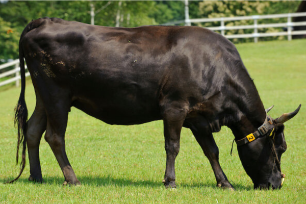 Giống bò Wagyu có giá trị kinh tế cao 