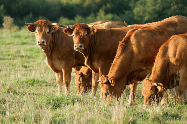 Tinh bò Limousin cho lứa sau có sản lượng thịt cao 
