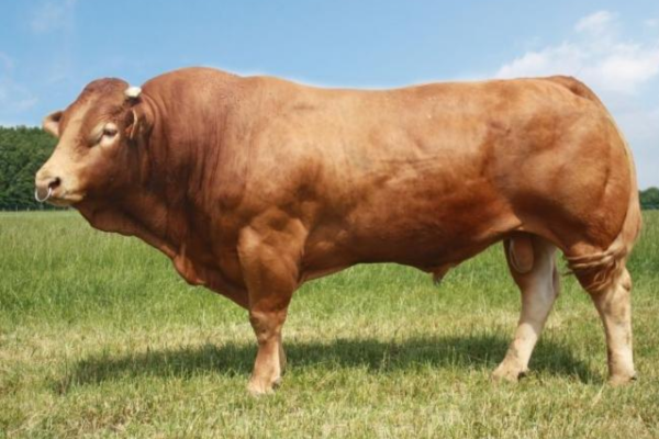 Tinh bò Limousin từ những con đực giống săn chắc 