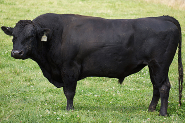 Tinh bò Wagyu cho lứa sau chất lượng
