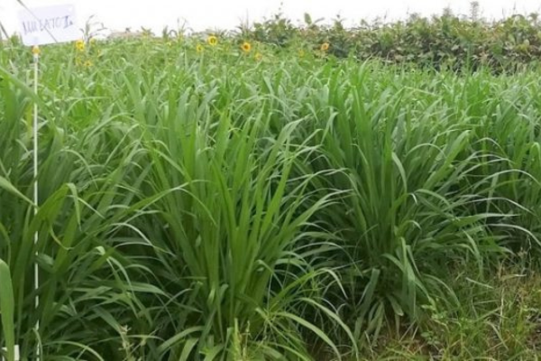 Giống cỏ Mulato 2 chứa nhiều đạm 