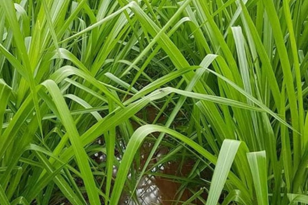 Giống cỏ Ubon Paspalum có khả năng chịu ngập úng tốt 