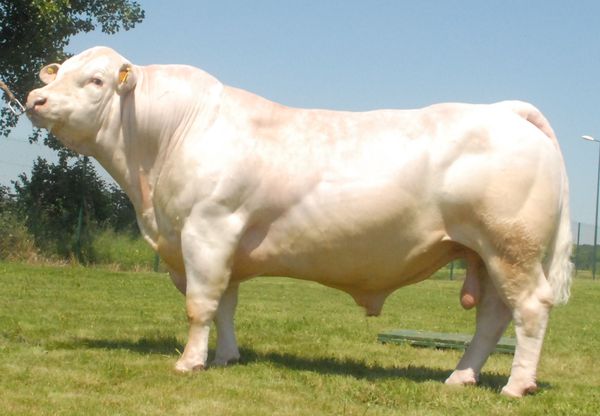 Con đực giống Charolais được lựa chọn để sản xuất tinh bò (Internet)