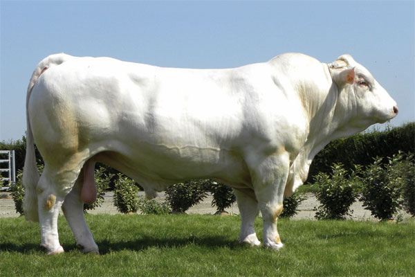 Tinh bò Charolais cho lứa sau dễ thích nghi với môi trường sống