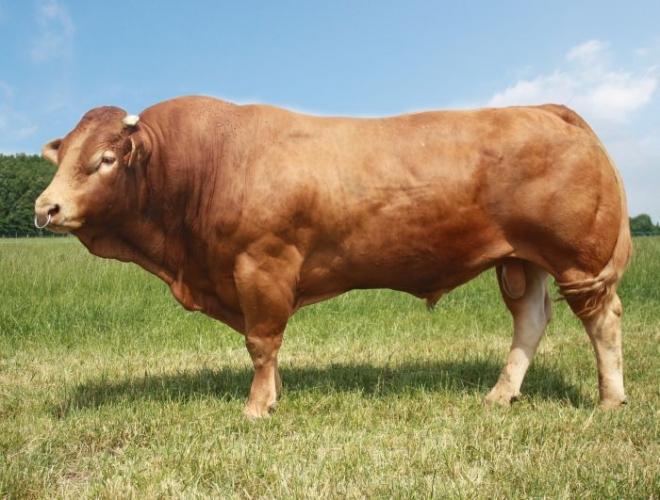 Tinh bò Limousin cho lứa sau rắn chắc 
