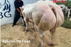 OCCIDENT DE NEUVE COUR 93 / 89 / 87 / 75 / 85 / 89 BRICOLE DE FOOZ 83 / 90 / 85 / 80 / 85 / 88