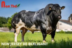 NEVADA VAN KRAKEHOEVE 80 / 91 / 85 / 82 / 90 / 89 LAMPE DE BERLIGANT 100 / 89 / 87 / 96 / 85 / 90