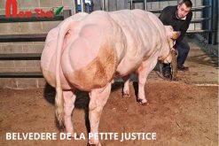 DONNAY DE ST FONTAINE 78 / 88 / 84 / 69 / 75 / 86 ESCADRILLE DE ST FONTAINE 100 / 89 / 87 / 79 / 85 / 89 ESPERANTO VAN PERENHOF