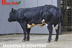 Tinh bò BBB Modena Số hiệu: BE366380003 Kích thước: 93 điểm Độ phát triển cơ bắp: 87 điểm Chất lượng/kiểu hình thịt: 82 điểm Dáng chân và móng (độ thẳng, cân đối của chân): 86 điểm Ngoại hình tổng thể: 75 điểm Điểm đánh giá cuối cùng: 87 điểm