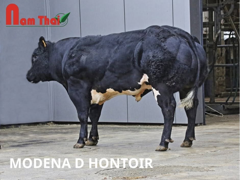 Tinh bò BBB Modena số hiệu BE366380003 Tinh bò BBB Modena Số hiệu: BE366380003 Kích thước: 93 điểm Độ phát triển cơ bắp: 87 điểm Chất lượng/kiểu hình thịt: 82 điểm Dáng chân và móng (độ thẳng, cân đối của chân): 86 điểm Ngoại hình tổng thể: 75 điểm Điểm đánh giá cuối cùng: 87 điểm