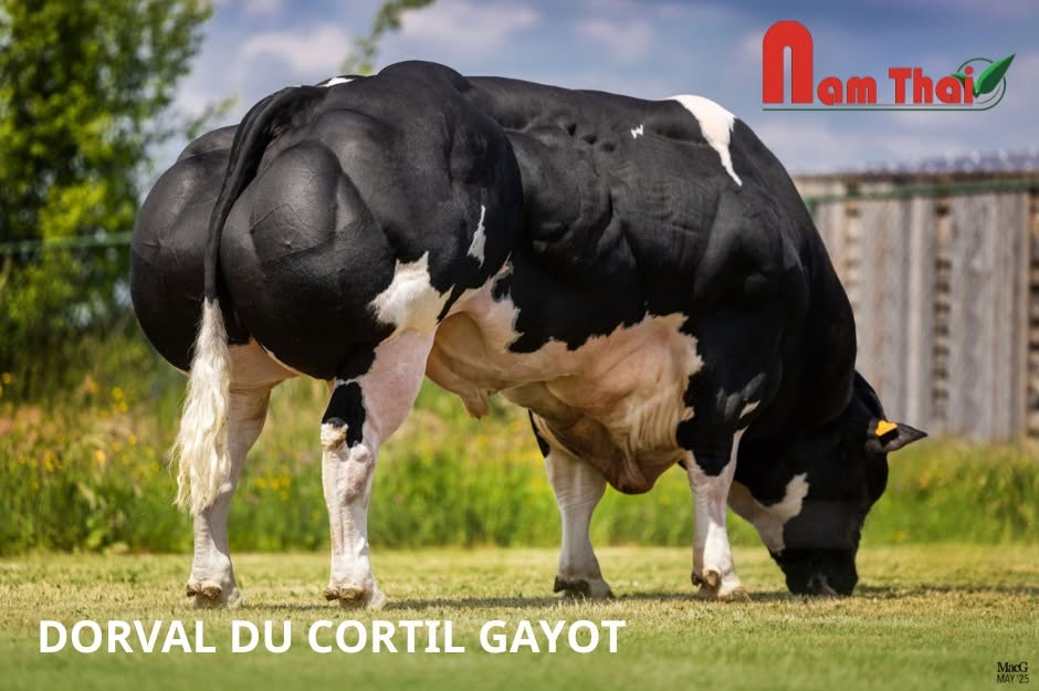 Tinh bò BBB Dorval Du Cortil Gayot số hiệu BE864635935